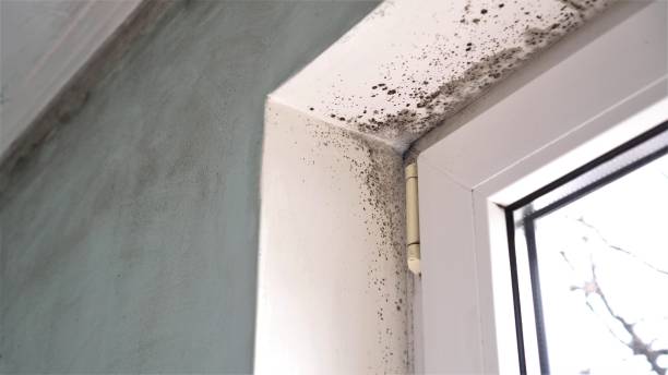 Best Commercial Mold Removal  in Iona, FL