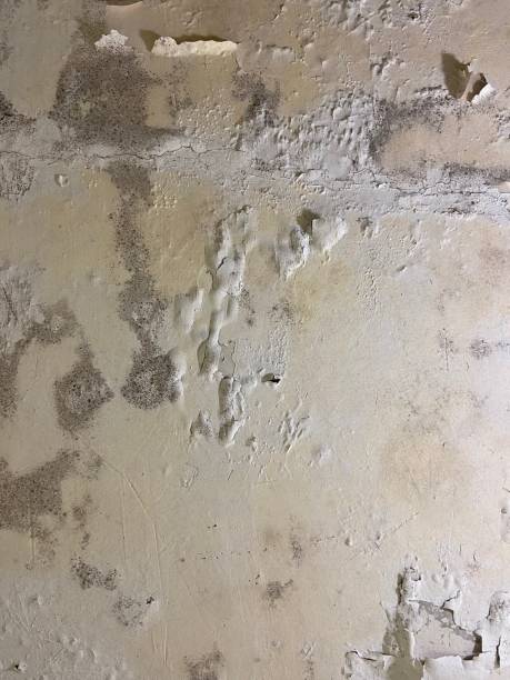 Water Damage Restoration in Iona, FL