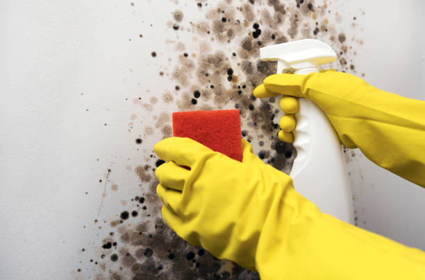 Office Mold Removal Services in Iona, FL