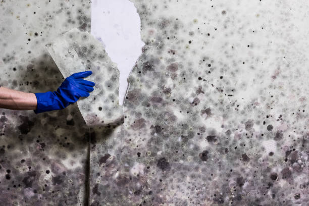 Best Black Mold Removal  in Iona, FL